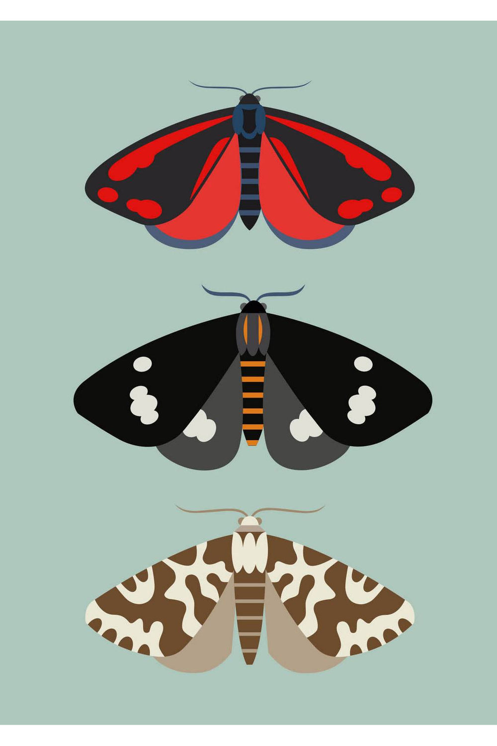 New Zealand Moths Greeting Card