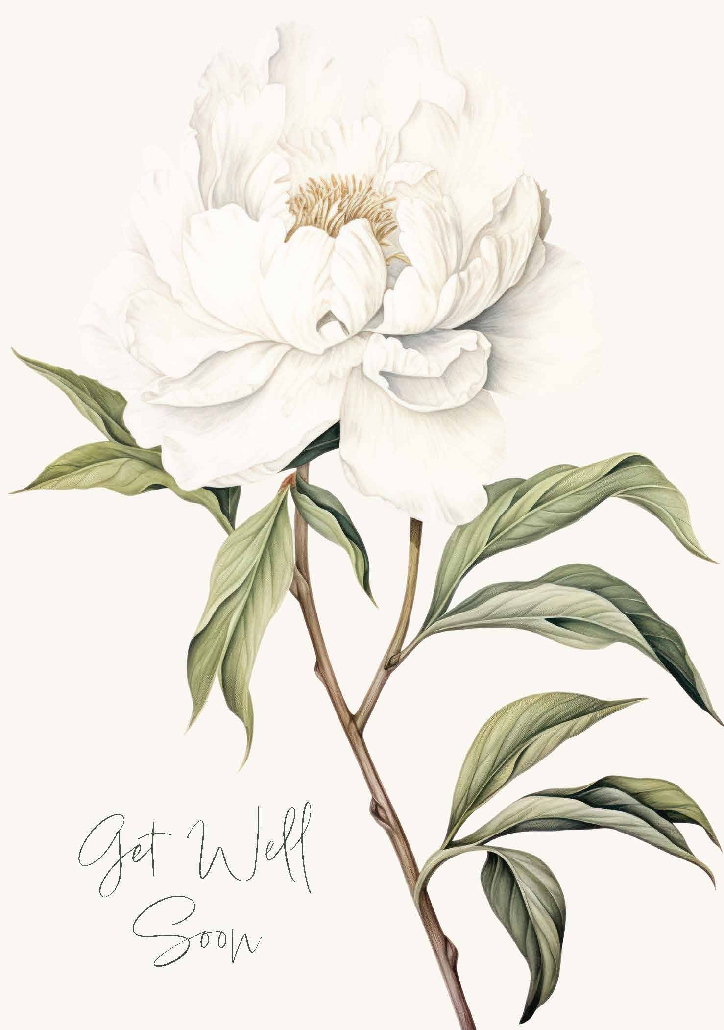 Card - White Peony Get Well - Nuovo F241 original