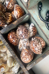 Spotted Tiger Cowrie Shell
