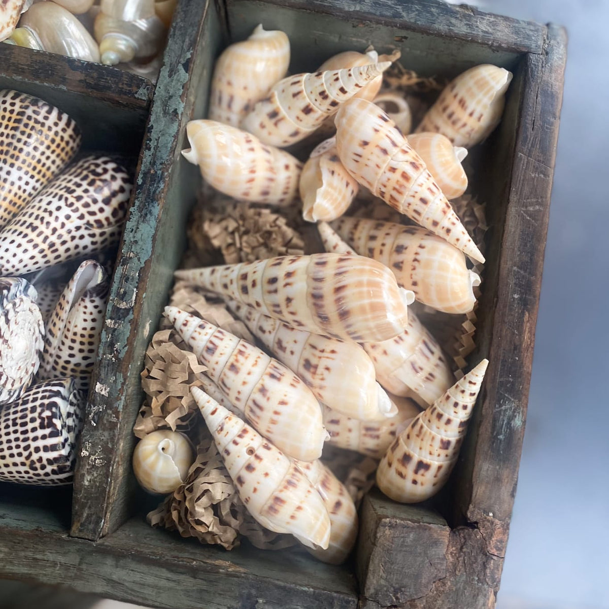 Cylinder Spotted Auger Shell – Magpie Style