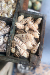 Cylinder Spotted Auger Shell