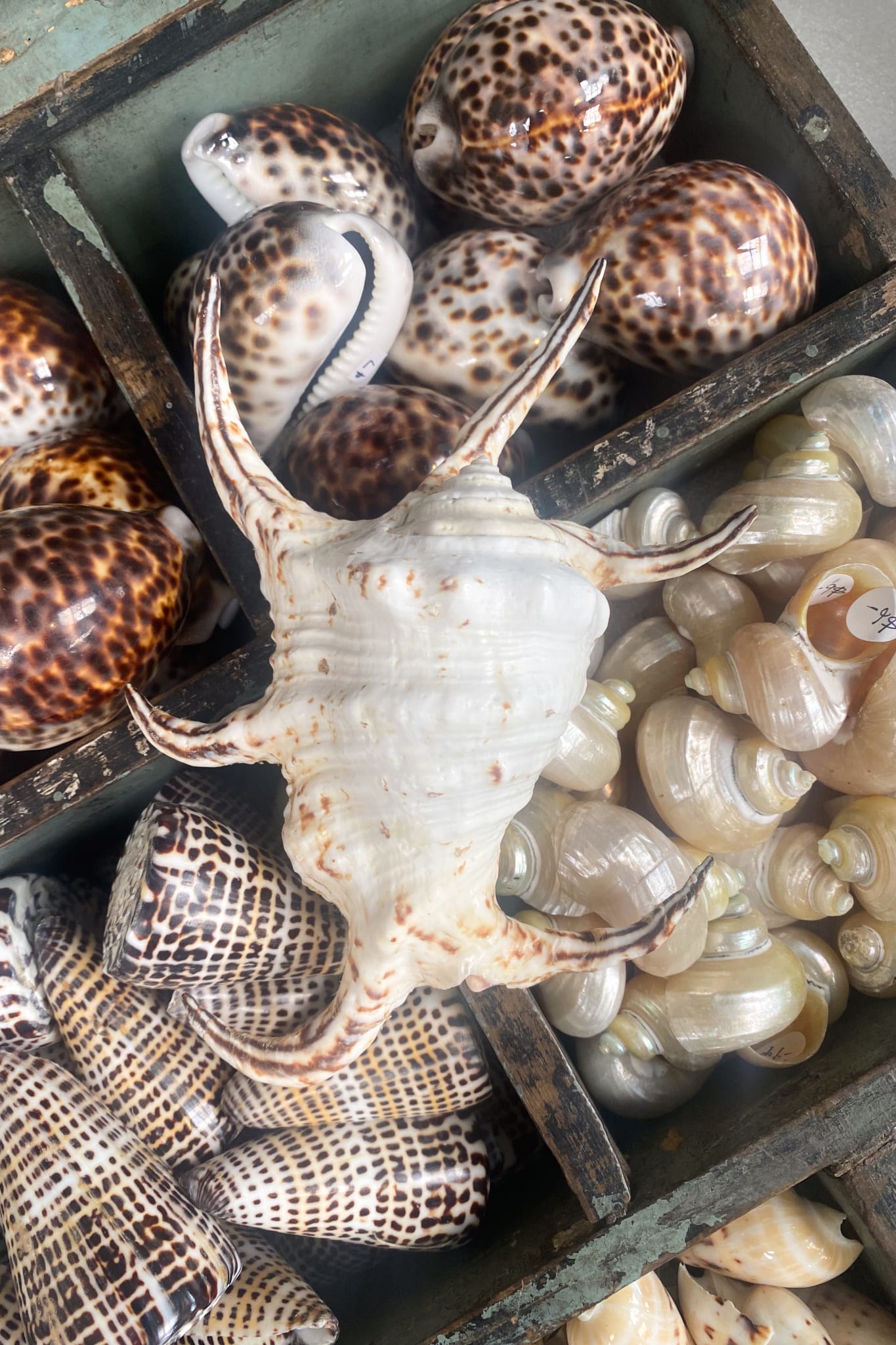 XL Spider Shell - Magpie Style