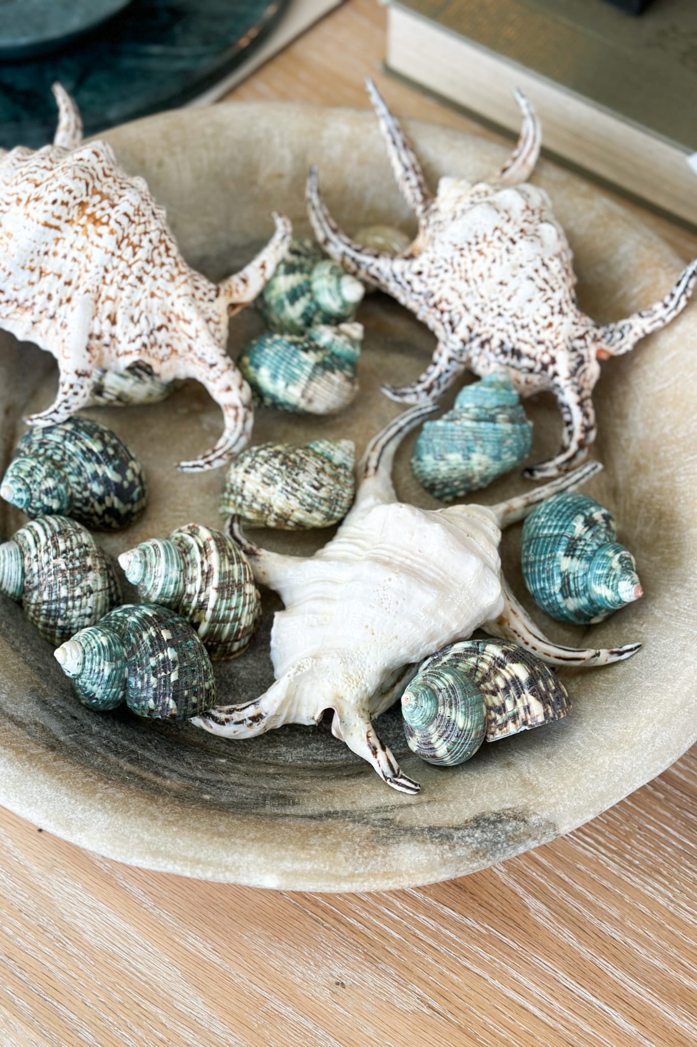 Graphic Green Turban Snail Shell - Magpie Style