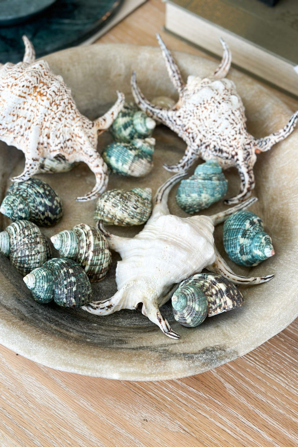Graphic Green Turban Snail Shell