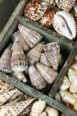 Spotty Cone Shells