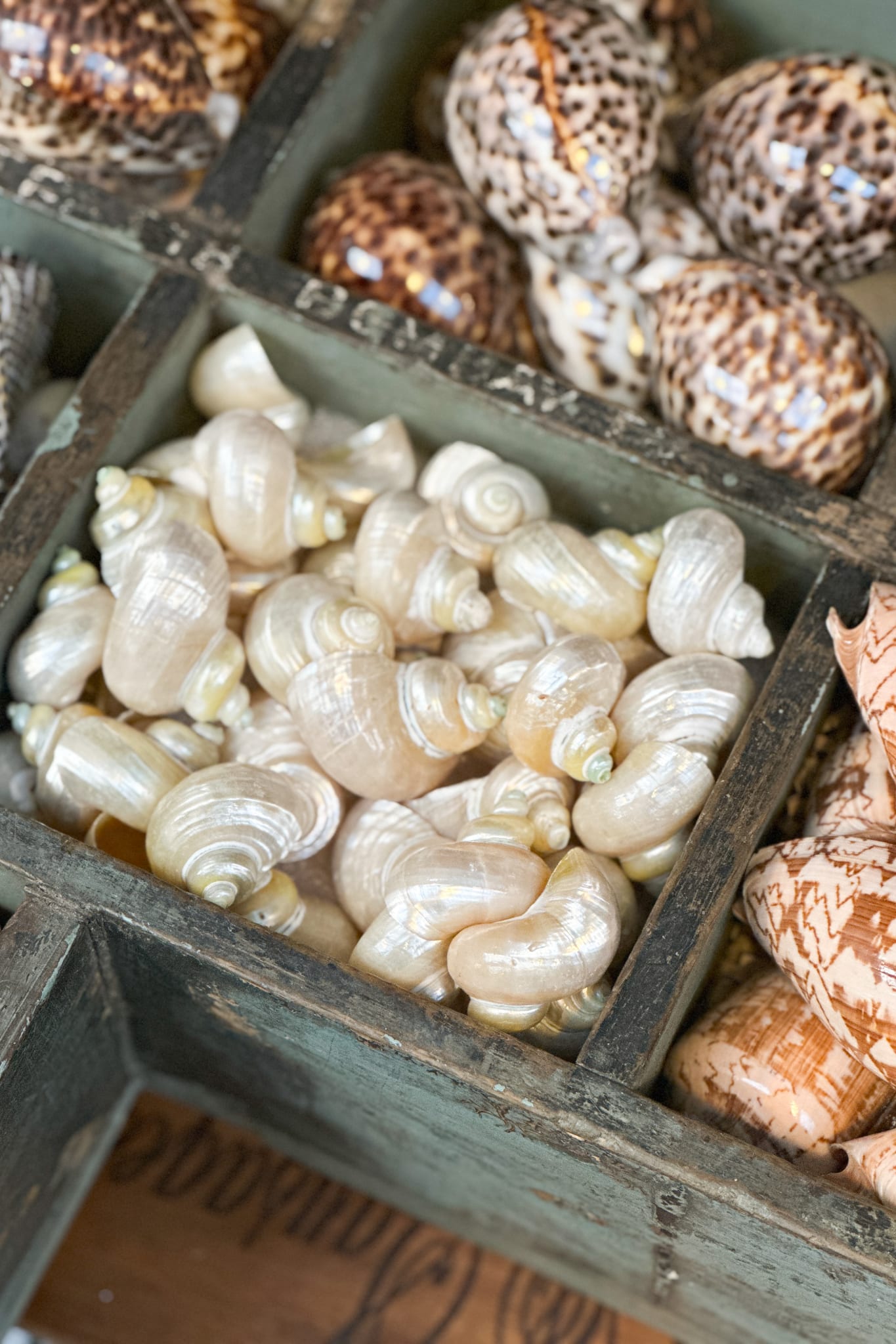 Pearly Turban Snail Shell - Magpie Style
