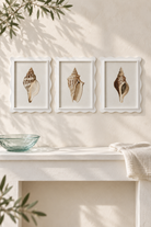Scalloped Shell Studies A, B and C styled together in a coastal interior