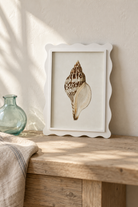 Scalloped Shell Study A leaning on a coastal console